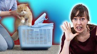 The 4 SURPRISING Reasons Why Forcing Your Cat Into the Carrier is Actually ABUSE | VET ADVICE