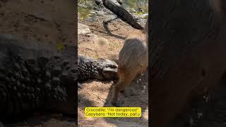 Crocodile: ‘I’m dangerous!’ Capybara: ‘Not today, pal. #comedy #funnyanimals #funnyvideo