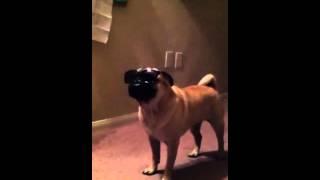 Pug in Sunglasses at Night!