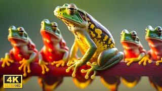 Explore the Fascinating World of Frogs in This 4K UHD Video with Relaxing Music