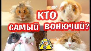 КТО САМЫЙ ВОНЮЧИЙ? / КРЫСА / ХОМЯК / МОРСКАЯ СВИНКА / МЫШЬ / КОШКА / ХОМКИ ВОНЯЮТ? / Alisa Easy Pets