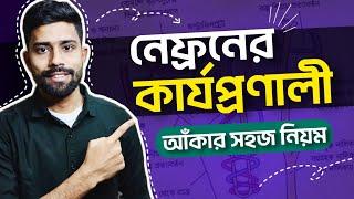 নেফ্রনের কার্যপ্রণালীর চিত্র আঁকার সহজ নিয়ম | Figureschool