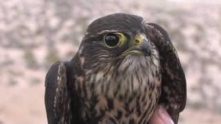 HawkWatch International Goshute Mountain observation site