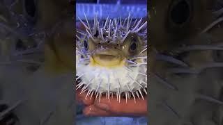 Pet Blowfish Does New Trick!  #shorts