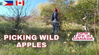 FREE!!! WILD APPLE PICKING / OFW LIFE IN CANADA