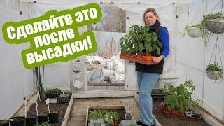 Как ухаживать за рассадой после высадки в грунт. Подкормки, обработки, укрытие