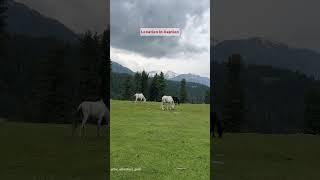 Best Offbeat Place of Kashmir| Chiranbal Kulgam | Hidden places of Kashmir #kashmirtour #kashmir