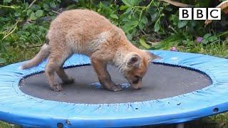Adorable fox cubs bounce on trampoline | Springwatch - BBC