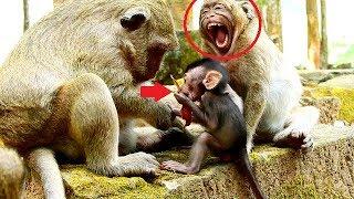 Popeye want nurse baby Sweetie - Spoil Sweetpea cried loudly jealous baby monkey.