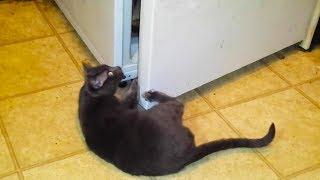 Clever Cats Opening Fridges