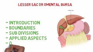 Omental bursa / Lesser sac- Easy Anatomy notes.