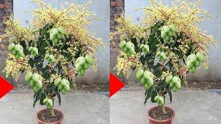 The Beat How to Grow a Mango Tree with a Store-Bought Mango  creative explained Not Stop Mnaga tree