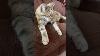 Paws and Claws #cats #catsshortsvideo #catsshorts