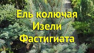 Ель колючая Изели Фастигиата. Краткий обзор, описание характеристик picea pungens Iseli Fastigiate