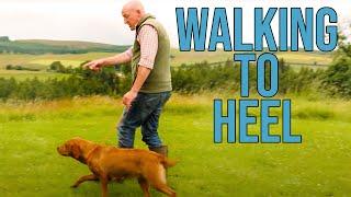 GUN DOG TRAINING - Walking To Heel