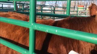 Scour Vaccine for the cows