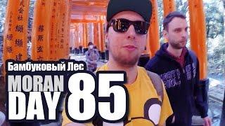 Moran Day 85 - Бамбуковый Лес