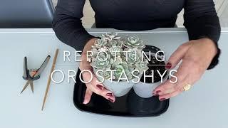 Repotting Orostashys