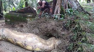 CONQUERING THE ULTIMATE MONSTER OF PHYTON'S SNAKE LARGE 100 YEAR OLD TREE INTEREST | SNAKE |