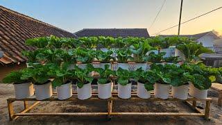 cara mudah menanam sawi samhong diatap rumah dari pembenian sampai panen || Chinese cabbage