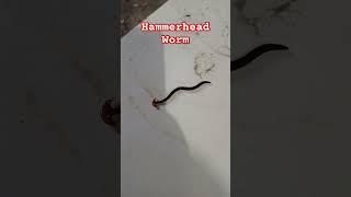 Hammerhead Worm #wormszone worm#trending #shortsvideo #automobile #automobile #music #deephouse