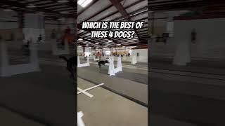 Which is the best of these 4 dogs? #dogs #sports #racing #flyball #dogtraining #dogsports