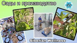 Сады и производство в Узбекистане Siberian Wellness(Сибирское здоровье)