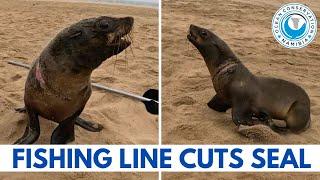 Fishing Line Cuts Seal