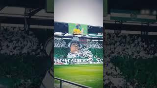 Inspired display by Swiss side FC St. Gallen against Young Boys .  “The Notorious FCSG”  #shorts