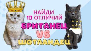 Как отличить британскую кошку от шотландской / Смешные коты - Майя #кот #кошка #смешныекоты