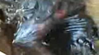 MATAN A UN HOMBRE LOBO EN PARAGUAY, ZONA YUTY