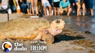 Rescued Giant Sea Turtle Is Thrilled To Swim Back To The Ocean | The Dodo First Taste Of Freedom