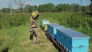 Пасека под ключ, подготовка, Смоленская обл. Установка, осмотр. Что у меня на пасеке осталось