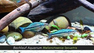 Projekte Mix, Reisevorbereitungen und die Cryptocoryne purpurea im Bachlauf Aquarium #aquaristik