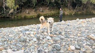 【新・獣害対策】ウルフ・パトロール　獣と共生するには？〜人と獣の境界線づくり〜