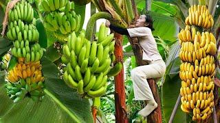 Harvest Bananas...Go To Market Sell | Farm Life: Cooking & Gardening | Tiểu Phi Daily Life