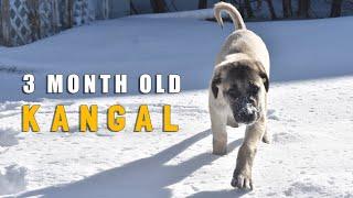 TURKISH KANGAL DOG - ASH THE KANGAL | KANGAL PUPPY SOCIALIZING