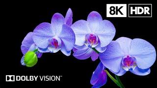 Flowers Bloom Beautifully in 8K HDR | Dolby Vision™