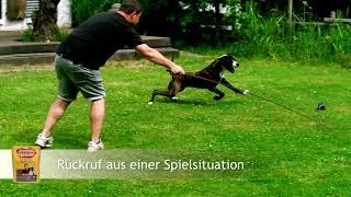 FRESCO Hundetraining mit Martin Rütter - Rückruf