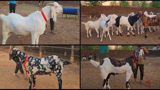Royal Goat Farm Ashraf Bhai Ne Taiyar Kiye Bade Bakre