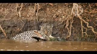 Jaguar Kills Large Caiman in Pantanal with Pantanal Jaguar Safaris. www.pantanaljaguarsafaris.com