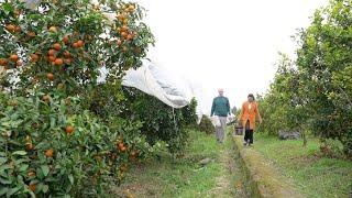 GLOBALink | Dutch expat discovers juicy story of sugar orange in S China's Guilin