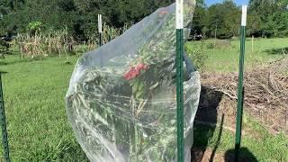 Tasting first lychee of the year and update on transplanted trees