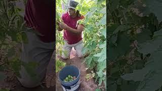 picking tomatoes  grape, Betel Maranata