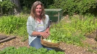 Sowing, Growing And Harvesting Delicious Pak Choi
