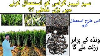 Napier grass farming in pakistan/how to use napier grass/co5 grass in pakistan/super napier grass