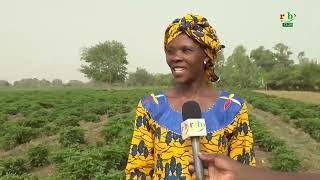 La production de piment en campagne sèche est une activité rentable pratiquée par Nagnouma Sagnon
