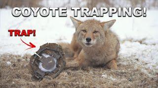 The BEST COYOTE TRAPPING Video Ever? - Footage of Coyote Getting Caught!