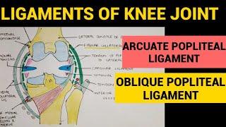 Knee Joint - 4 | Arcuate Popliteal Ligament | Oblique Popliteal Ligament