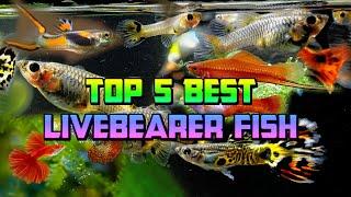 Top 5 Best Livebearer Fish for a Freshwater Aquarium